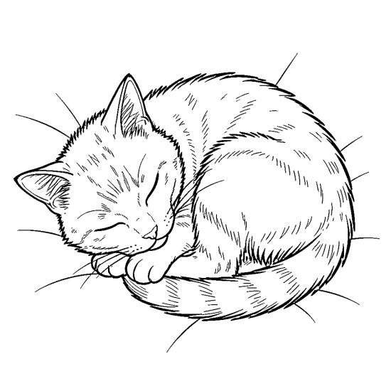 cat sleeping curled