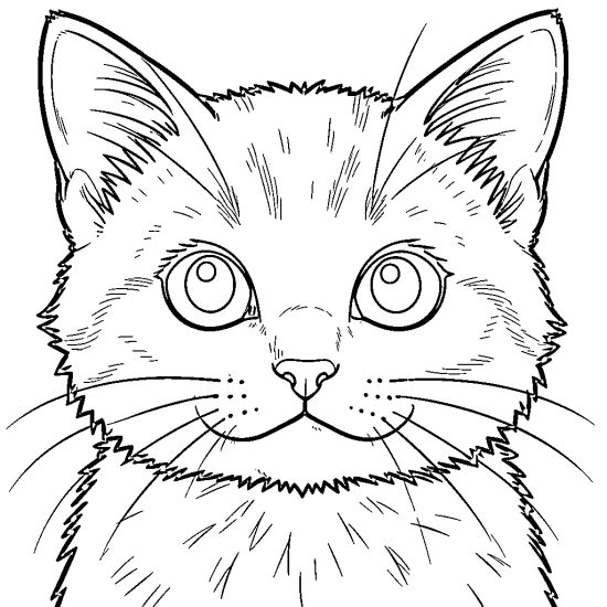 kitten face close